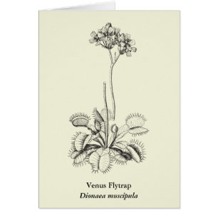 Fleisch fressende Pflanzen-botanische Kunst