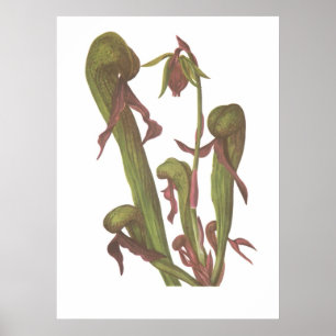 Fleischfresser-Pflanze - Darlingtonia californica Poster