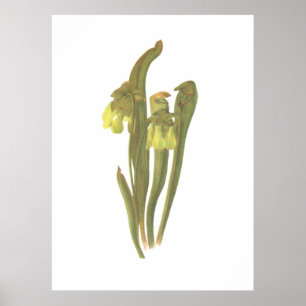 Fleischfresser-Pflanze - Sarracenia-Moll Poster