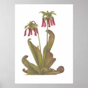 Fleischfresser Pflanze - Sarracenia psittacina Poster