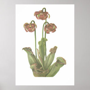 Fleischfresser-Pflanze - Sarracenia purpurea Poster
