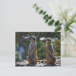 Fleischpostkarte Postkarte