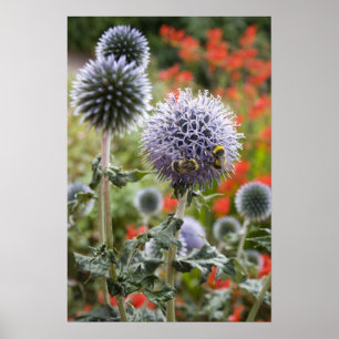 Fleißige Bienen ... Poster