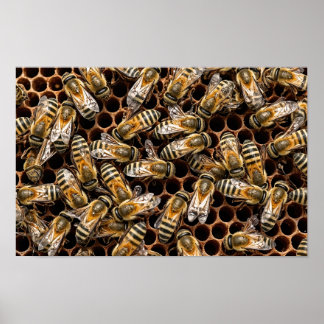 Fleißige Bienen Poster