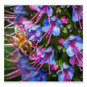 Fleißige Fleißige Biene Makro Honigbiene Natur Kun Poster