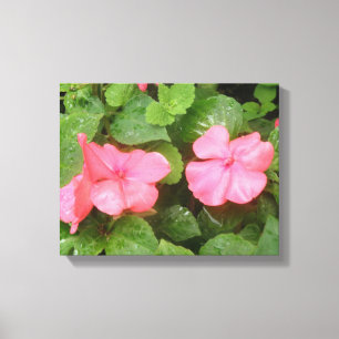 Fleißiges Lieschen in Rosa auf Leinwand