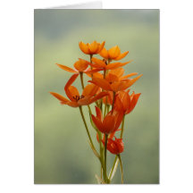 fleur