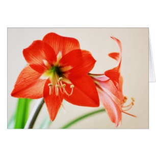 Fleur Amaryllis rouge