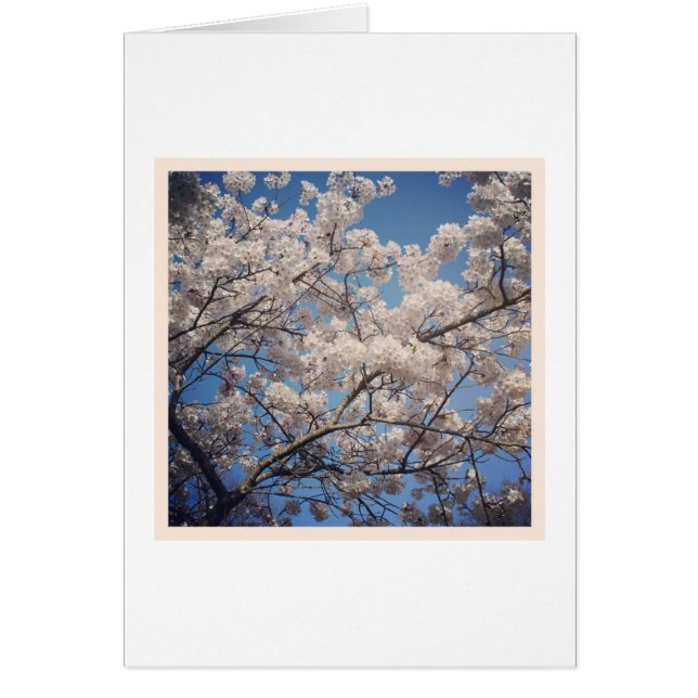 Fleur blanche (Devant)