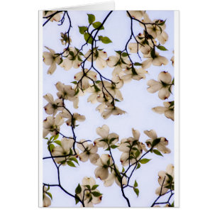 Fleur blanche de cornouiller