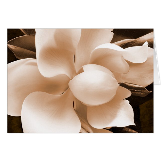 Fleur blanche Magnolia Sepia Arrière - plan noir (Devant Horizontal)