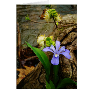 Fleur blanche pourpre bleu Iris