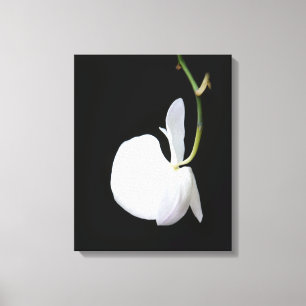 Fleur blanche sur la toile enveloppée par noir