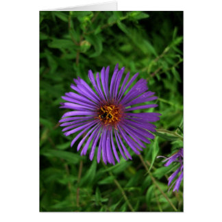 Fleur bleu vierge