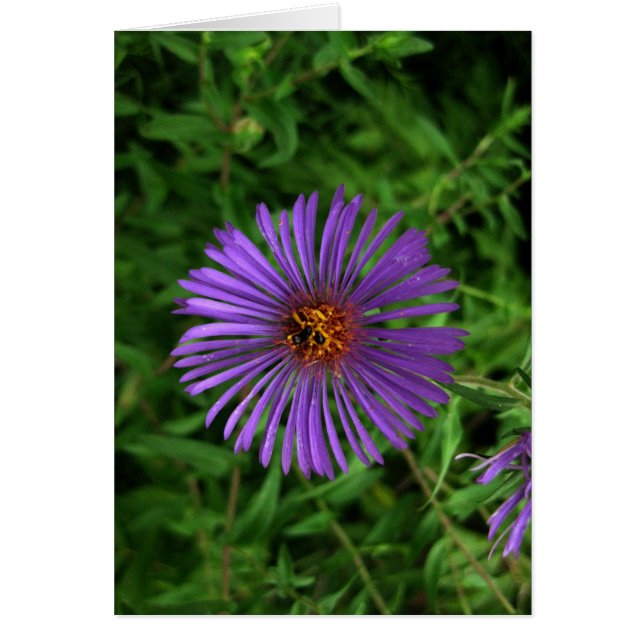 Fleur bleu vierge (Devant)