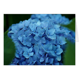 Fleur bleue d'hortensia