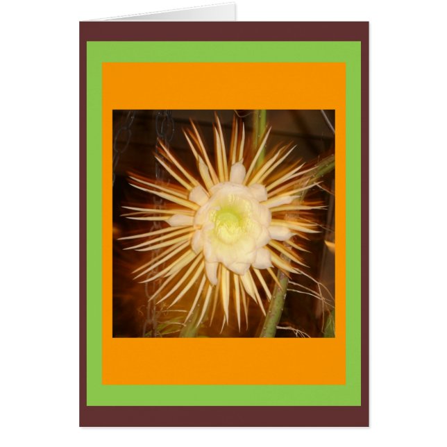 Fleur Cactus (Devant)