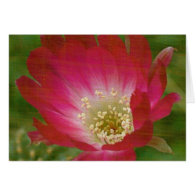 Fleur Cactus (Devant horizontal)