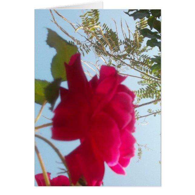 Fleur céleste : Un Rose contre le ciel (Devant)