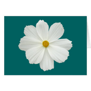 Fleur Cosmos Blanc