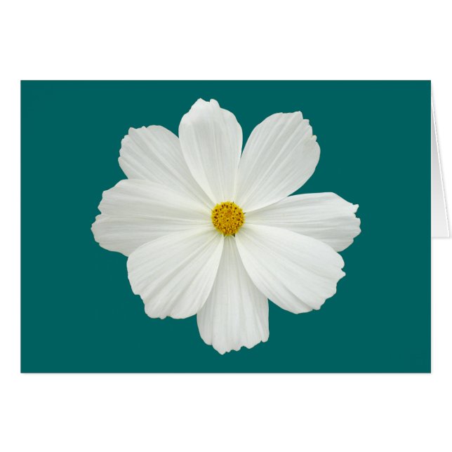 Fleur Cosmos Blanc (Devant horizontal)