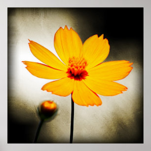Fleur cosmos jaune - Poster d'art
