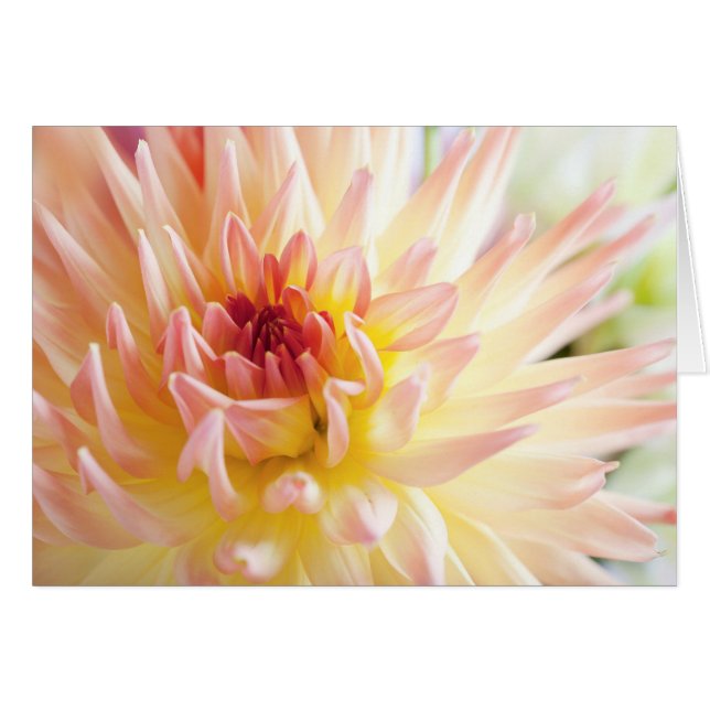 Fleur Dahlia (Devant horizontal)
