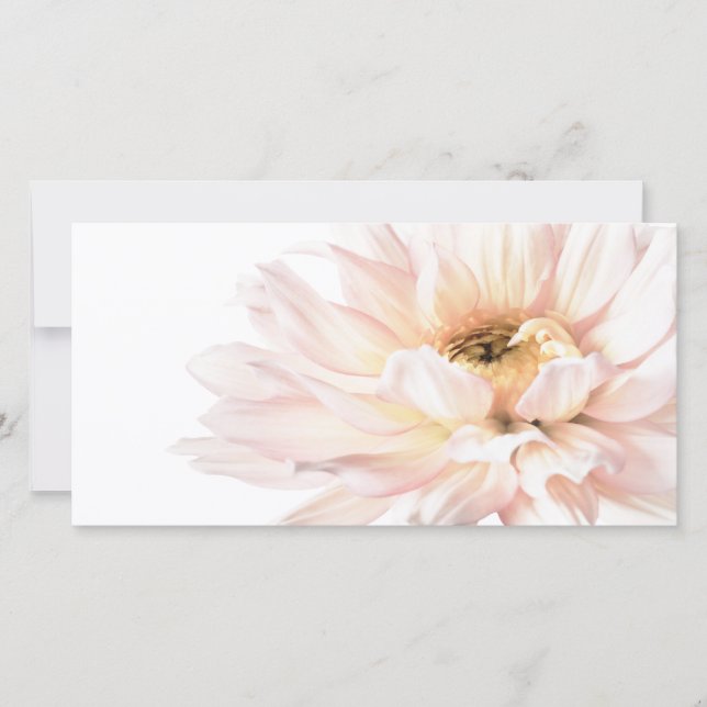 Fleur Dahlia Rose - Dahlias Modèle Customisé (Devant)