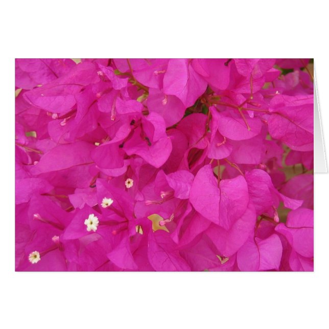 Fleur de bougainvilliers roses (Grèce) (Devant Horizontal)