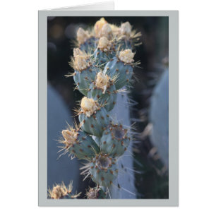 fleur de cactus