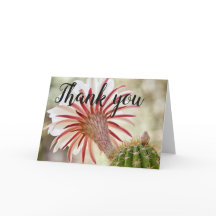 Fleur de cactus à floraison nocturne merci