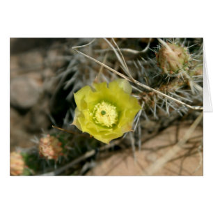 Fleur de cactus à poires