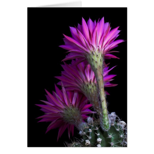 Fleur de cactus Piazza (Devant)