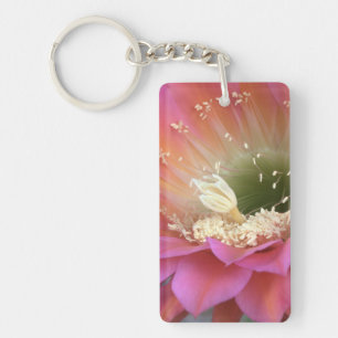 Fleur de cactus rose dans le désert