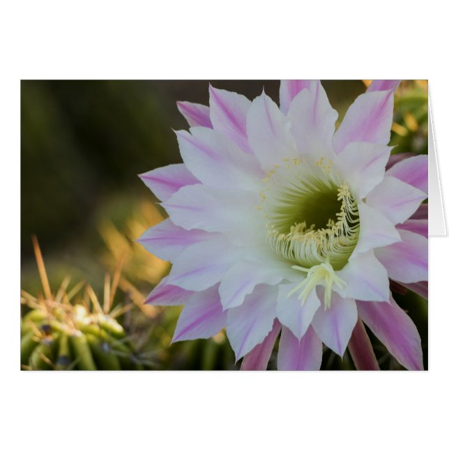 Fleur de cactus violet et blanc (Devant horizontal)