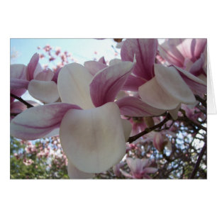 Fleur de cerise