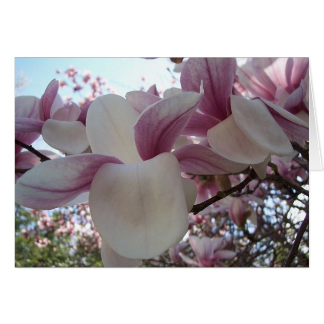 Fleur de cerise (Devant horizontal)