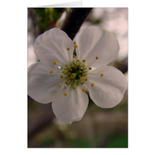 Fleur de cerise