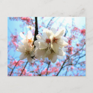 Fleur de cerisier - Carte postale