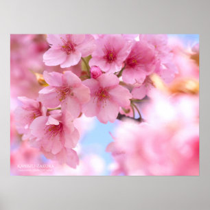 Fleur de cerisier "Kawazu-zakura" : Affiche