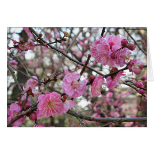 Fleur de cerisier rose / Sakura / Carte ラ(桜) d'héb