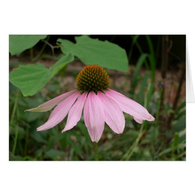 Fleur de cône (Devant horizontal)