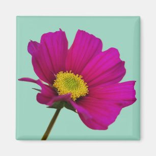 Fleur de Cosmos Aimant