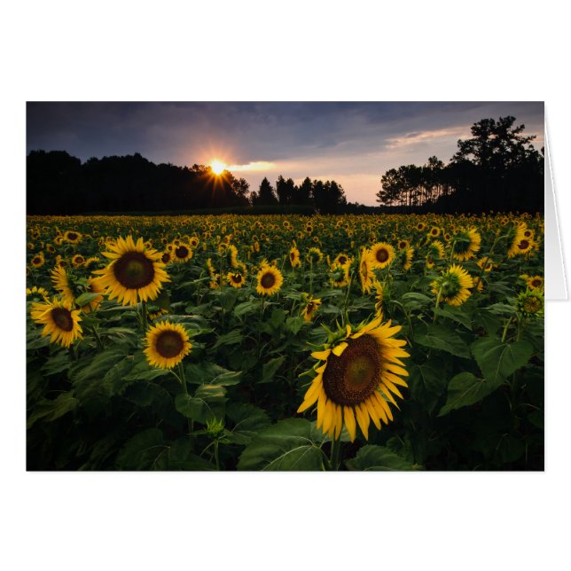 Fleur de coucher du soleil (Devant Horizontal)