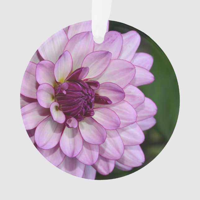 Fleur de dahlia violet fleurs de noël ornement (devant)