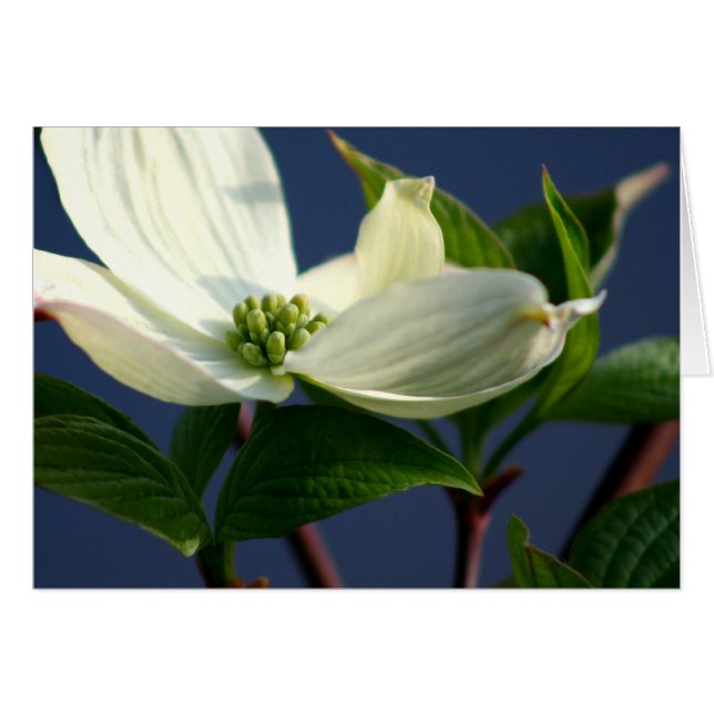 Fleur de Dogwood (Devant horizontal)