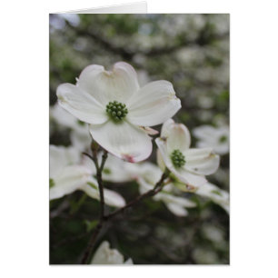 Fleur de Dogwood Blossoms Toutes les occasions Sal