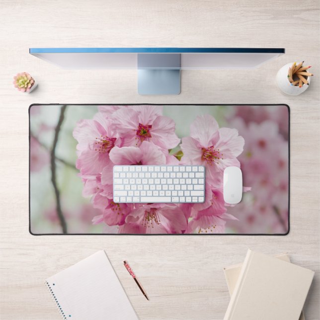 Fleur de fleurs de cerisier rose, Photographie de  (Bureau 1)