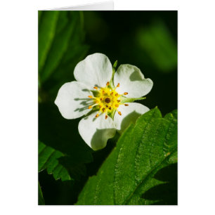 Fleur de fraises sauvages