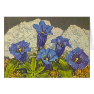 Fleur de gentiane